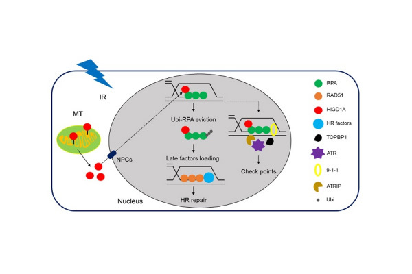 DNA damage-induced translocation of mitochondrial factor HIGDIA intothe nucle...
