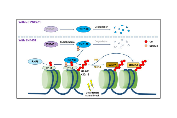 ZNF451 collaborates withRNF8 to regulate RNF168 localization and amplify ubqu...