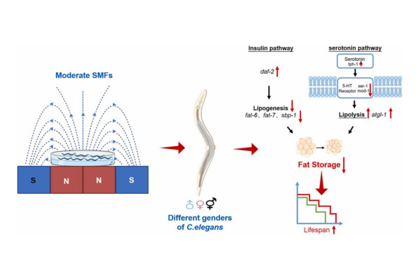 Effects of moderate static magnetic fields on the lipogenesis and lipolysis i...