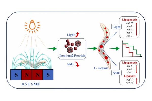 Moderate static magnetic field modulated lipid metabolism abnormalities induc...