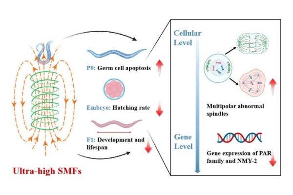 Ultra-high static magnetic fields altered the embryonic division and developm...