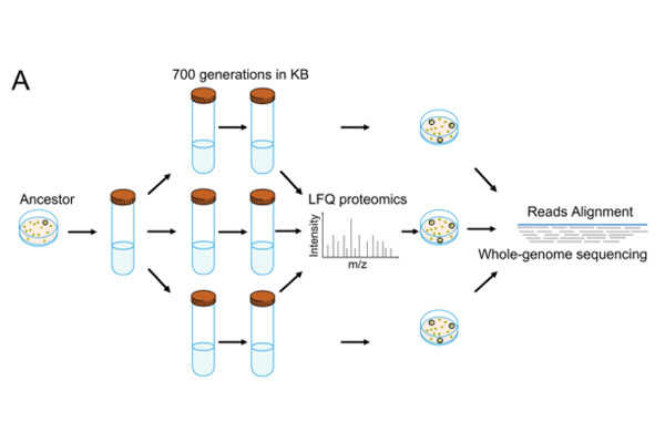 Adapted evolution towards flagellar loss in Pseudomonas syringae.