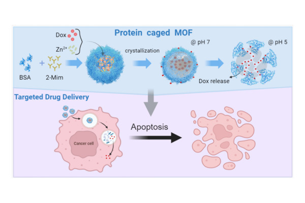Hydrophilic Metal-Organic Frameworks Regulated by Biomineralized Protein for ...