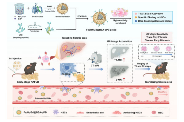 Efficient and Specific PDGFRβ-Targeting Dual-Mode T1-T2 MRI Nanoprobe for Ea...