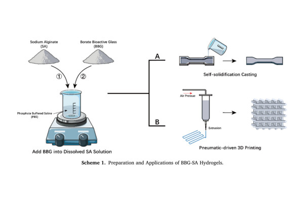 Borate bioactive glass enhances 3D bioprinting precision and biocompatibility...