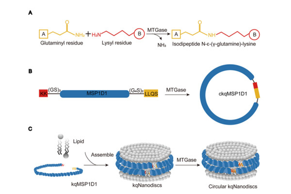A New Preparation Method of Covalent Annular Nanodiscs Based on MTGase.